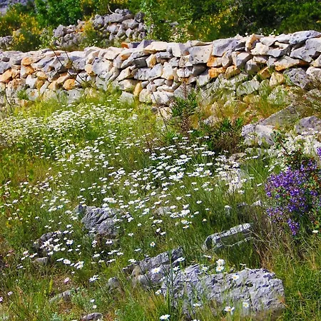 Zlatno Sunce In The Hills Near Trogir Vrsine