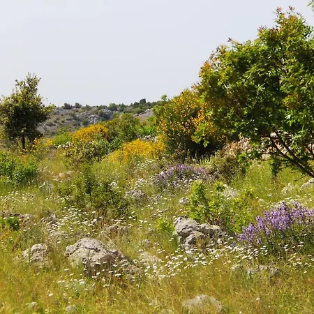 Zlatno Sunce In The Hills Near Trogir * Vrsine