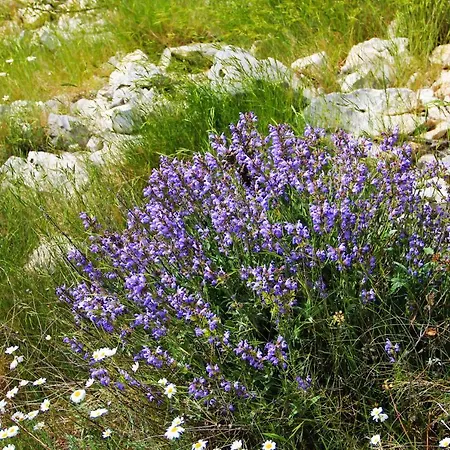 Zlatno Sunce In The Hills Near Trogir * Vrsine